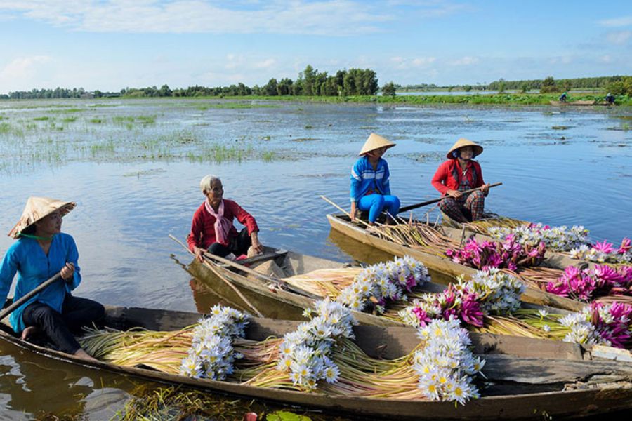 Tràm chim Tam Nông