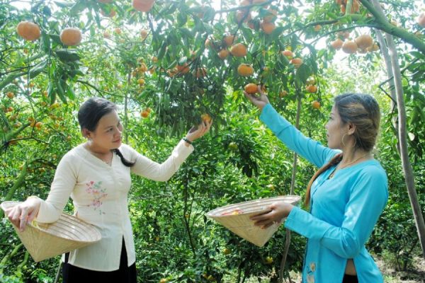 Vườn quýt hồng theo mùa