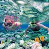 Snorkeling ngắm san hô